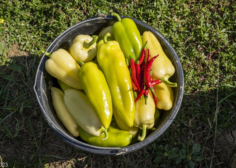 Dá Média_Bio_Vymetal